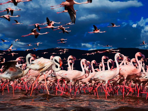 Kỳ thú cảnh quan Hệ thống hồ trong thung lũng nứt vỡ lớn của Kenya - ảnh 5