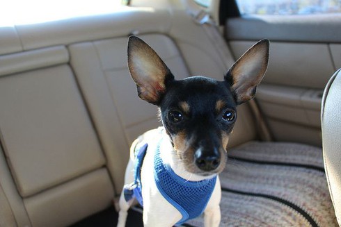 Các giống chó nhỏ đáng yêu nhất thế giới - ảnh 9