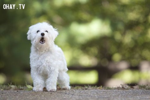 Các giống chó nhỏ đáng yêu nhất thế giới - ảnh 5