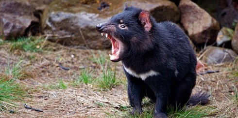 Tự biến đổi gene, loài quỷ Tasmania tránh nguy cơ tuyệt chủng - ảnh 1