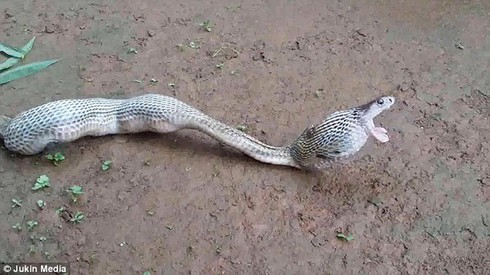 Hổ mang chúa quằn quại nôn ra 6 quả trứng lớn - ảnh 2