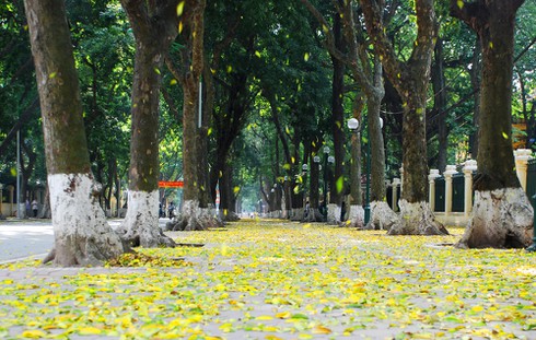 Vì sao cây rụng lá vào mùa thu, đông?