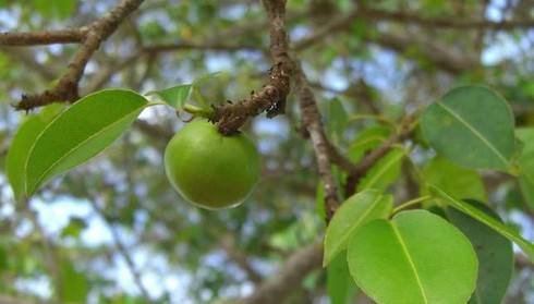 Cận cảnh loài cây