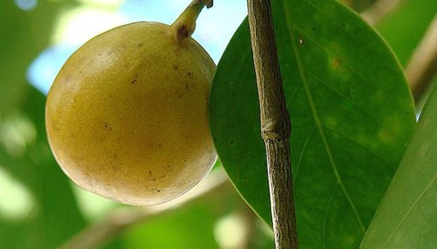 Cận cảnh loài cây