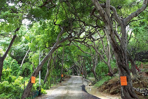 Cận cảnh loài cây