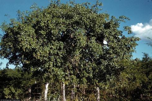 Cận cảnh loài cây