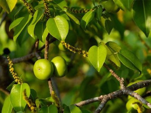 Cận cảnh loài cây