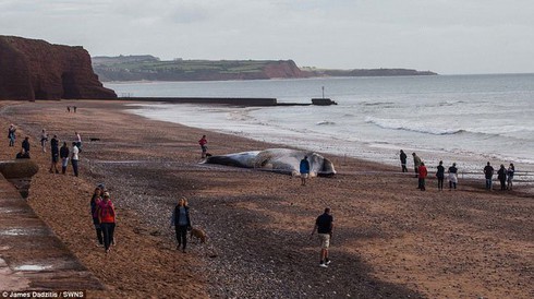 Xác cá voi khổng lồ dạt vào bờ biển Anh - ảnh 5