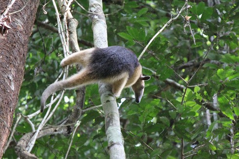 Loài thú có móng vuốt khỏe đập vỡ băng đá và bốc mùi gấp 4 lần chồn hôi - ảnh 3