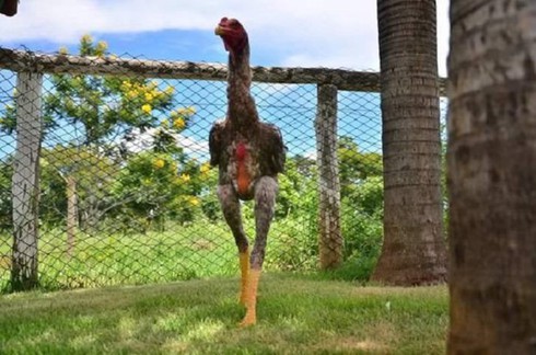 Gà khổng lồ cao 1,24 mét ở Brazil - ảnh 1