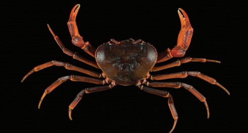 Phát hiện 2 loài cua nước ngọt mới ở miền Bắc Việt Nam - ảnh 1