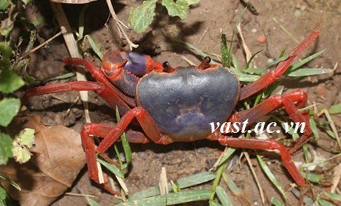 Phát hiện 2 loài cua nước ngọt mới ở miền Bắc Việt Nam - ảnh 2