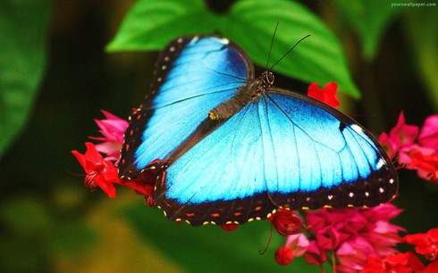 Những 'sự thật khó tin' về loài bướm xanh