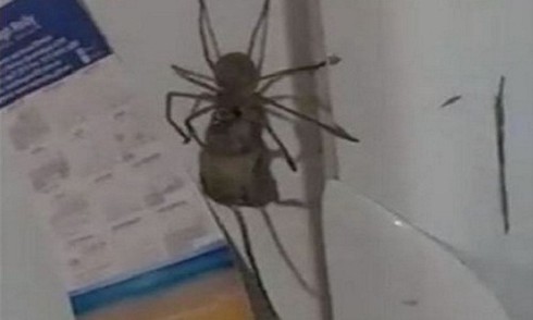 Nhện săn chuột, kéo xác lên tủ lạnh ở Australia - ảnh 1