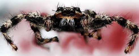 Loài nhện có thể “nghe” thấy tiếng con người - ảnh 2