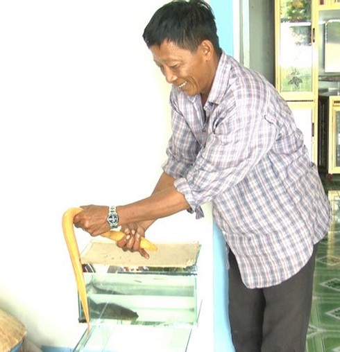 Xới đất, bắt được lươn màu vàng lạ - ảnh 3
