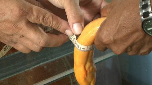 Xới đất, bắt được lươn màu vàng lạ - ảnh 2