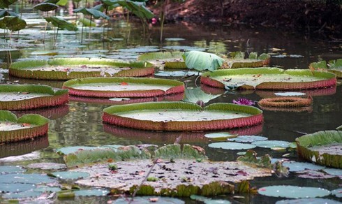 Chiêm ngưỡng loài sen khổng lồ nổi tiếng thế giới giữa Sài Gòn - ảnh 1