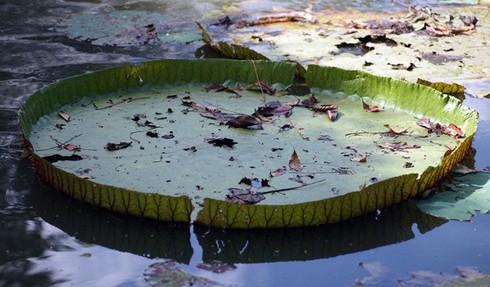 Chiêm ngưỡng loài sen khổng lồ nổi tiếng thế giới giữa Sài Gòn - ảnh 3