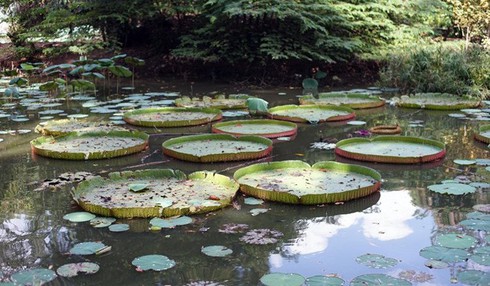 Chiêm ngưỡng loài sen khổng lồ nổi tiếng thế giới giữa Sài Gòn - ảnh 4