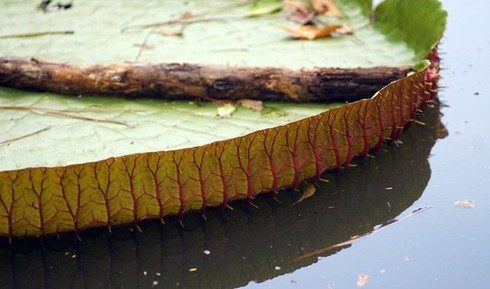 Chiêm ngưỡng loài sen khổng lồ nổi tiếng thế giới giữa Sài Gòn - ảnh 6