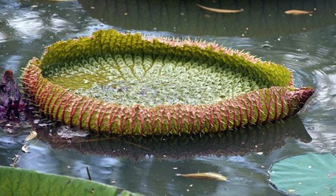 Chiêm ngưỡng loài sen khổng lồ nổi tiếng thế giới giữa Sài Gòn - ảnh 7