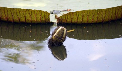 Chiêm ngưỡng loài sen khổng lồ nổi tiếng thế giới giữa Sài Gòn - ảnh 8