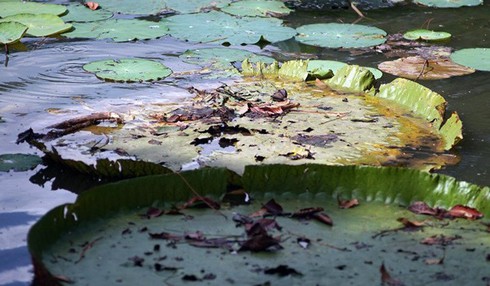 Chiêm ngưỡng loài sen khổng lồ nổi tiếng thế giới giữa Sài Gòn - ảnh 9