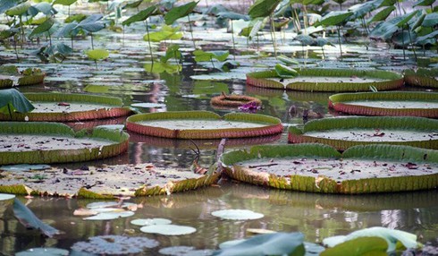 Chiêm ngưỡng loài sen khổng lồ nổi tiếng thế giới giữa Sài Gòn - ảnh 10