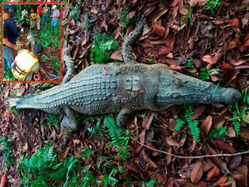 Bắt được cá sấu dài 2,8m từng nuốt chửng một người đàn ông - ảnh 1