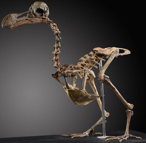 Bộ xương loài chim tuyệt chủng có giá hơn 430.000 USD - ảnh 1