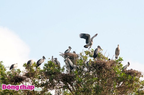 Cò ốc mùa sinh sản - ảnh 1