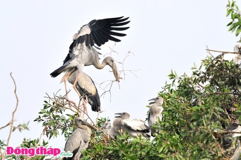 Cò ốc mùa sinh sản - ảnh 2