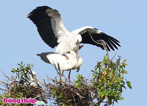 Cò ốc mùa sinh sản - ảnh 3