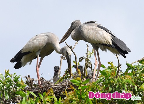 Cò ốc mùa sinh sản - ảnh 4