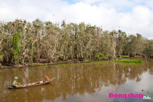 Cò ốc mùa sinh sản - ảnh 5