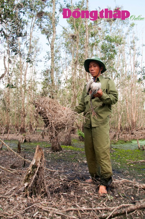 Cò ốc mùa sinh sản - ảnh 6