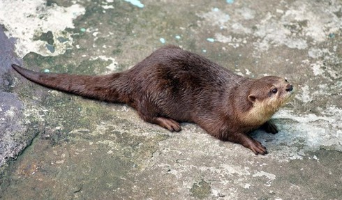 Tan chảy trái tim với loài rái cá cực dễ thương của Việt Nam - ảnh 1