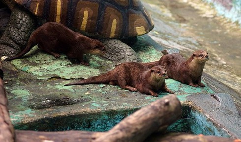 Tan chảy trái tim với loài rái cá cực dễ thương của Việt Nam - ảnh 2