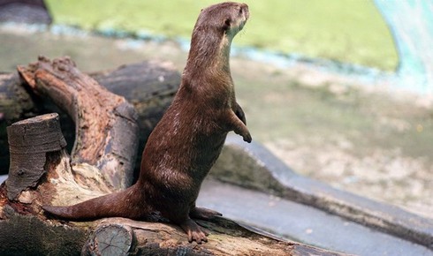 Tan chảy trái tim với loài rái cá cực dễ thương của Việt Nam - ảnh 3