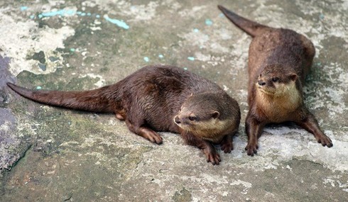 Tan chảy trái tim với loài rái cá cực dễ thương của Việt Nam - ảnh 4