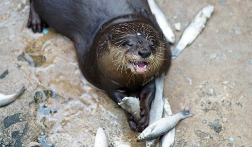 Tan chảy trái tim với loài rái cá cực dễ thương của Việt Nam - ảnh 5