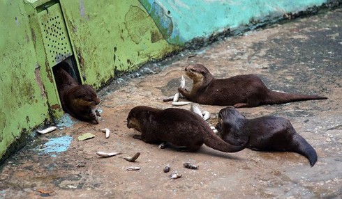 Tan chảy trái tim với loài rái cá cực dễ thương của Việt Nam - ảnh 6