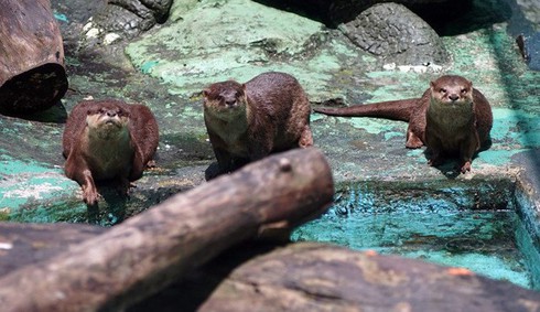 Tan chảy trái tim với loài rái cá cực dễ thương của Việt Nam - ảnh 7