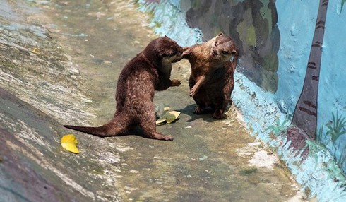 Tan chảy trái tim với loài rái cá cực dễ thương của Việt Nam - ảnh 8