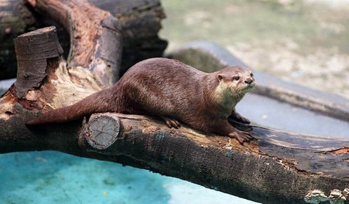 Tan chảy trái tim với loài rái cá cực dễ thương của Việt Nam - ảnh 9