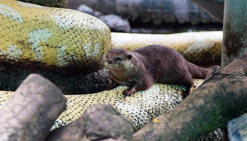 Tan chảy trái tim với loài rái cá cực dễ thương của Việt Nam - ảnh 10