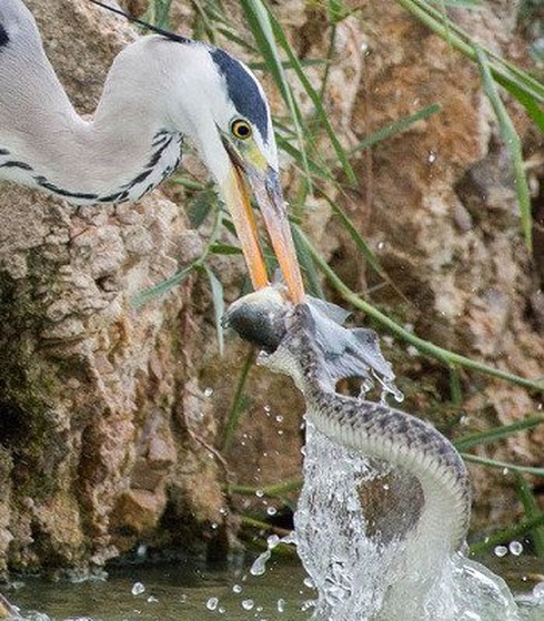 Chim diệc đói mồi cướp cá của rắn - ảnh 1