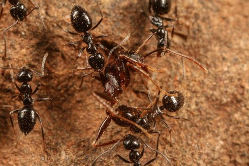 Phát hiện bầy đàn