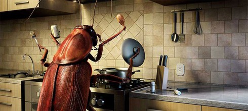 Nhà nhà đều có gián nhưng có ai biết chúng ở đâu chui ra không? - ảnh 4